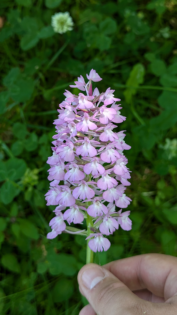 Orchis pyramidal
